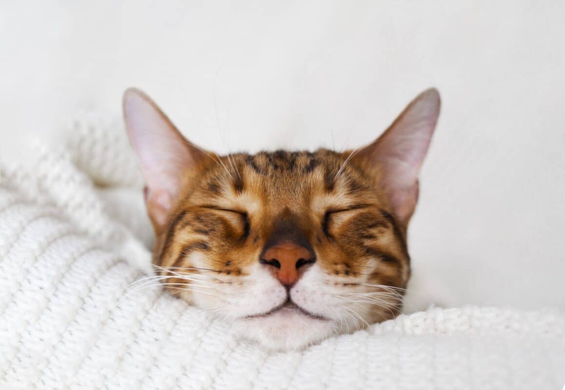 Pourquoi les chats dorment-ils autant