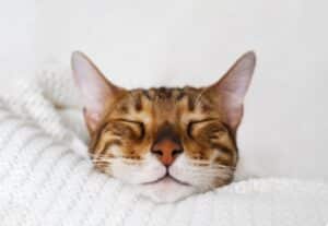 Pourquoi les chats dorment-ils autant