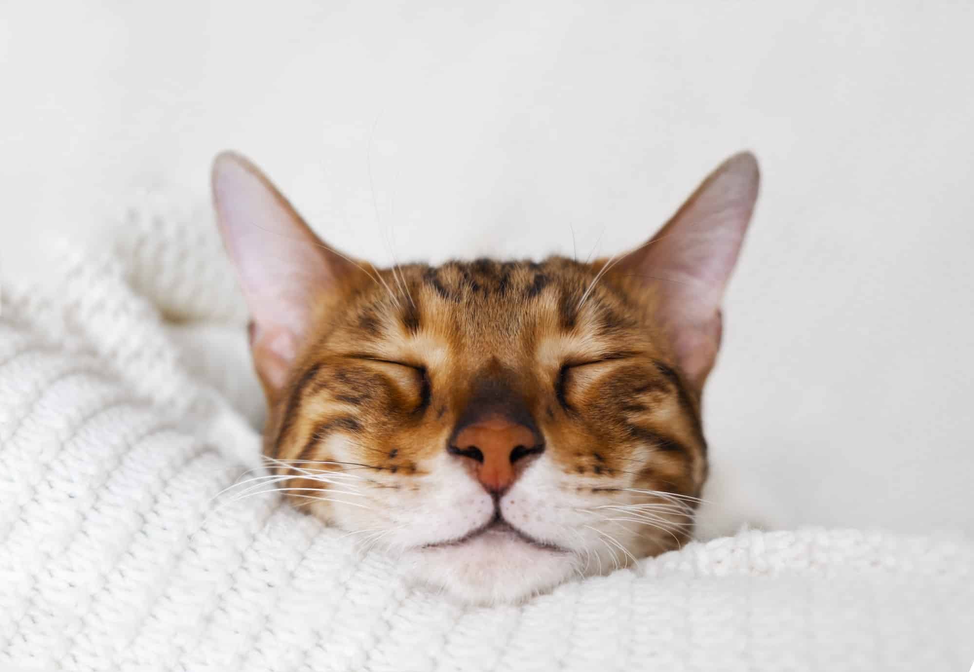Pourquoi les chats dorment-ils autant
