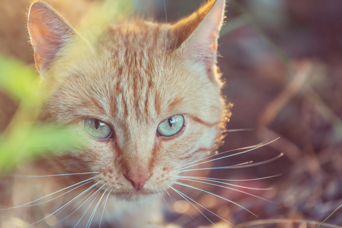 Ils laissaient le chat enfermé et il s'échappait toujours