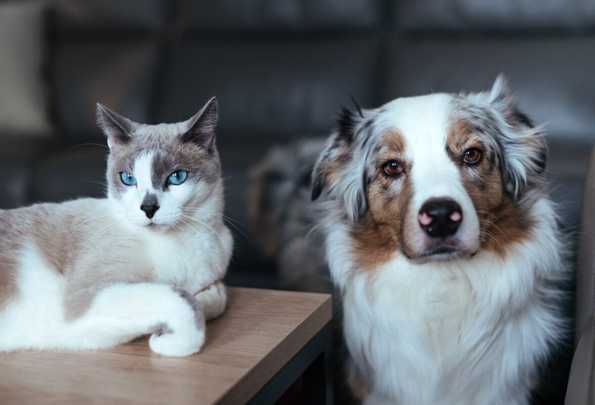 Chiens ou chats ? Une étude révèle quel animal est le meilleur