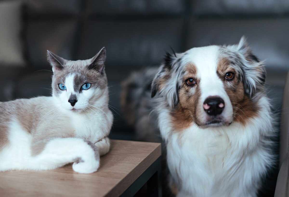 Chiens ou chats ? Une étude révèle quel animal est le meilleur
