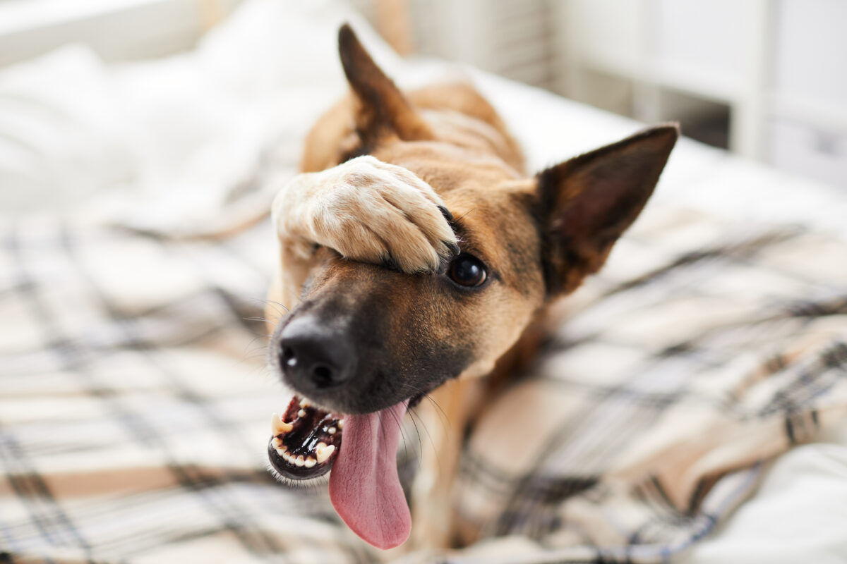 Vous vous demandez pourquoi votre chien aime tant à renifler votre entrejambe ?