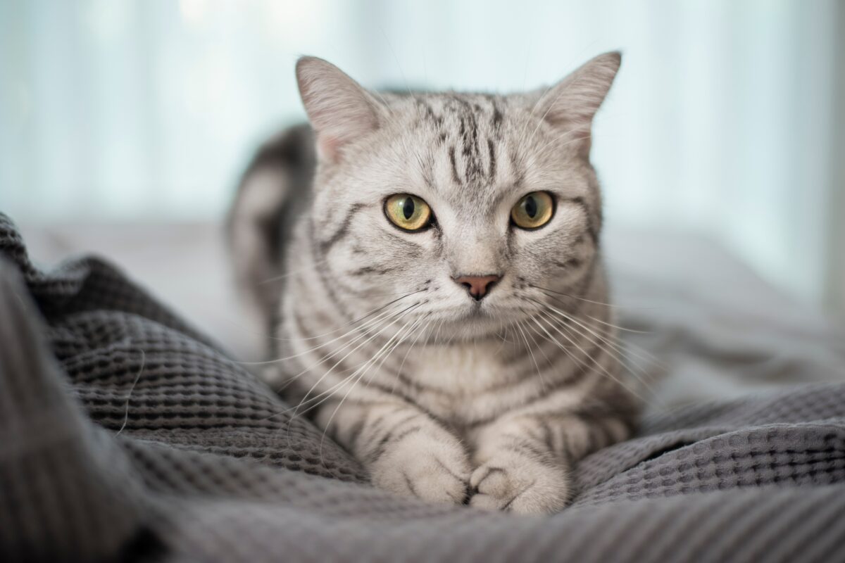 Découvrez comment communiquer efficacement avec votre chat