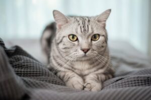 Découvrez : Voici Les pires aliments à ne surtout pas donner à votre chat