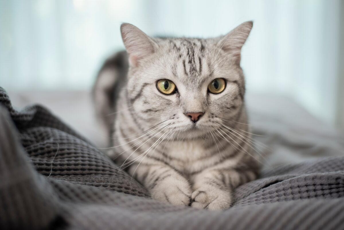Découvrez comment communiquer efficacement avec votre chat