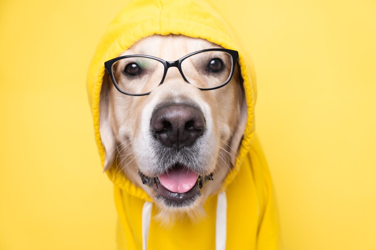Pourquoi certains chiens portent un ruban jaune ?