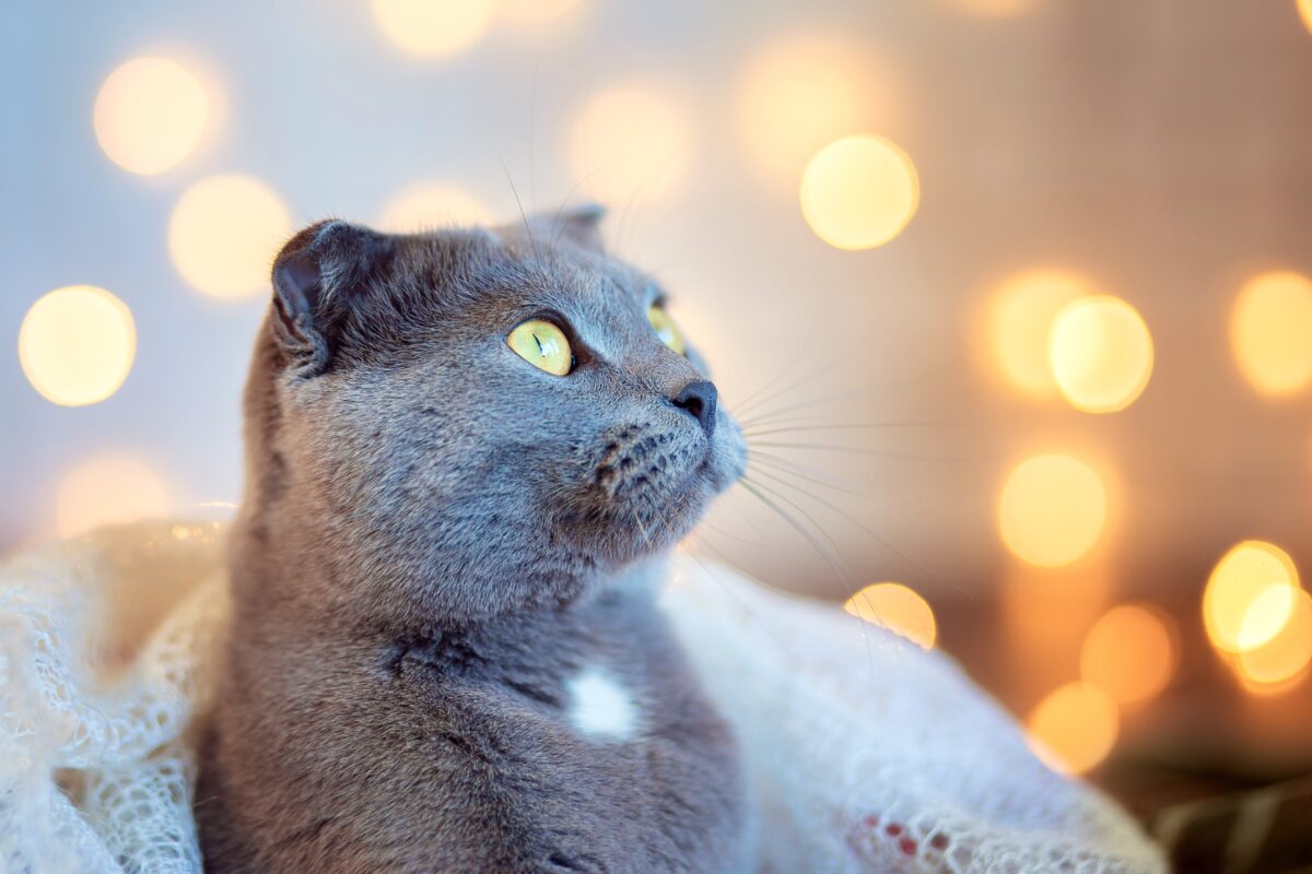 Découvrez : Quelles sont les races de chats les plus bêtes au monde