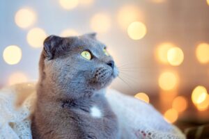 Découvrez : Quelles sont les races de chats les plus bêtes au monde