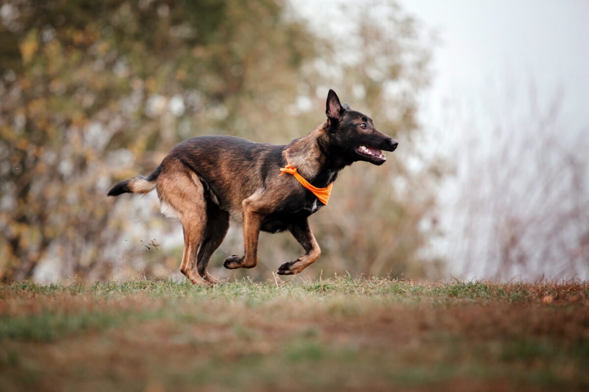 5 répulsifs naturels pour dissuader les chiens d'uriner devant chez vous