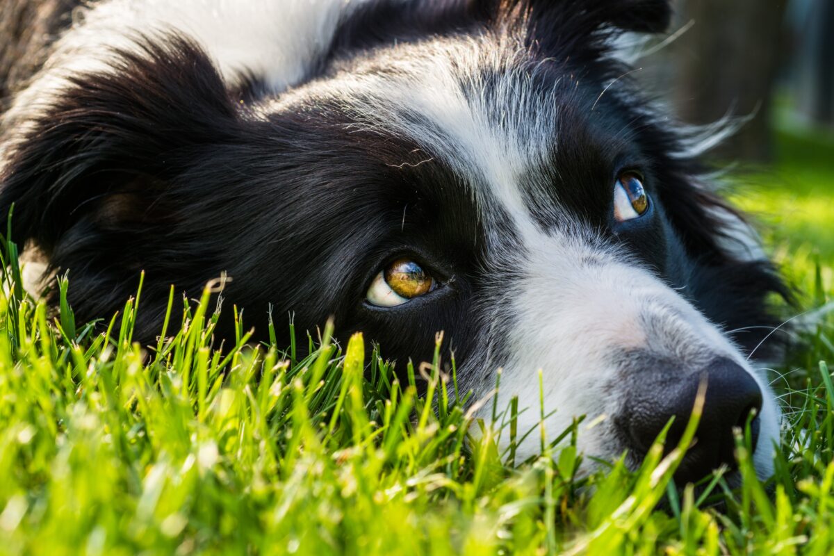 Border Collie