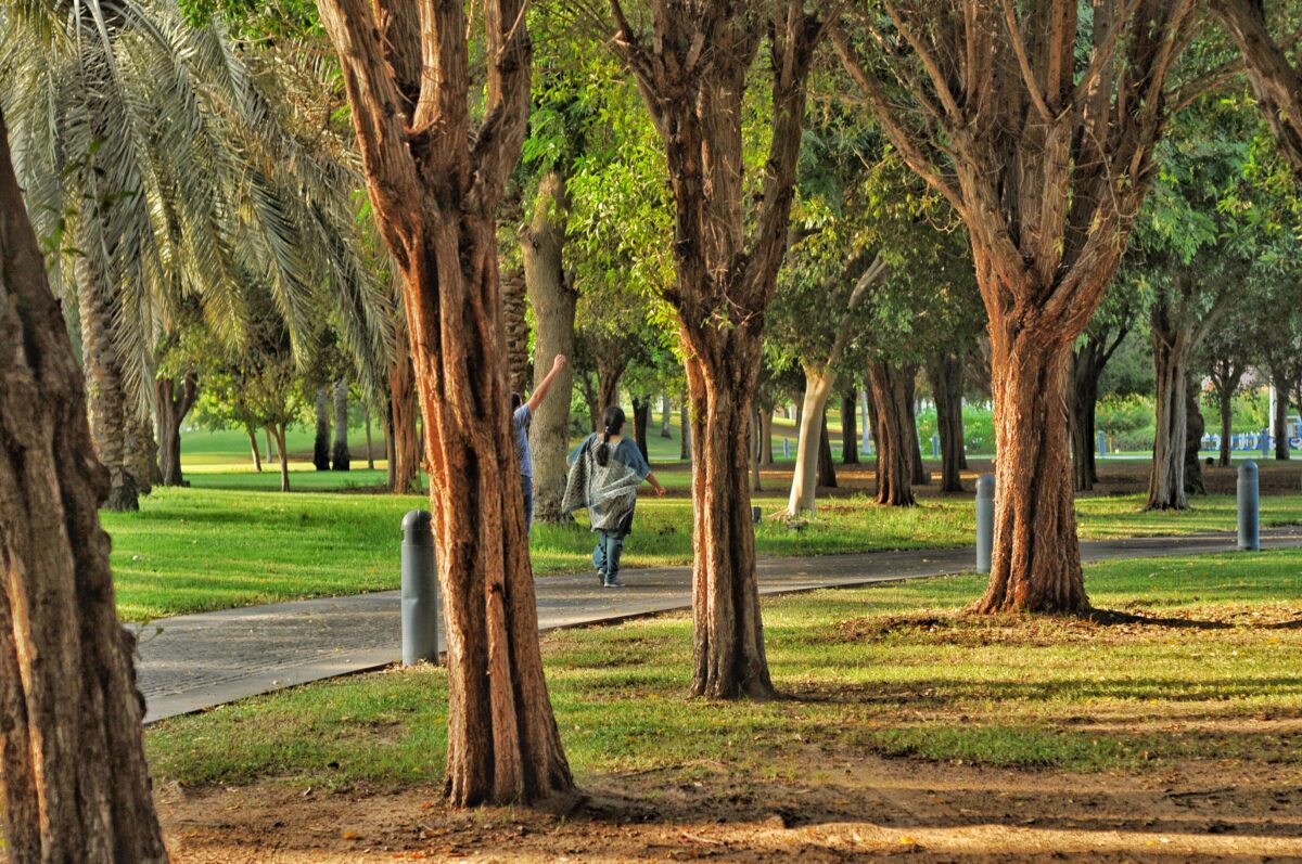 arbres