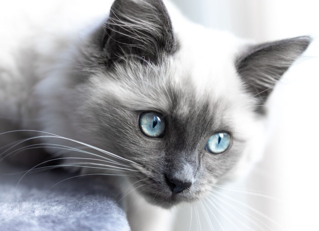 Ragdoll