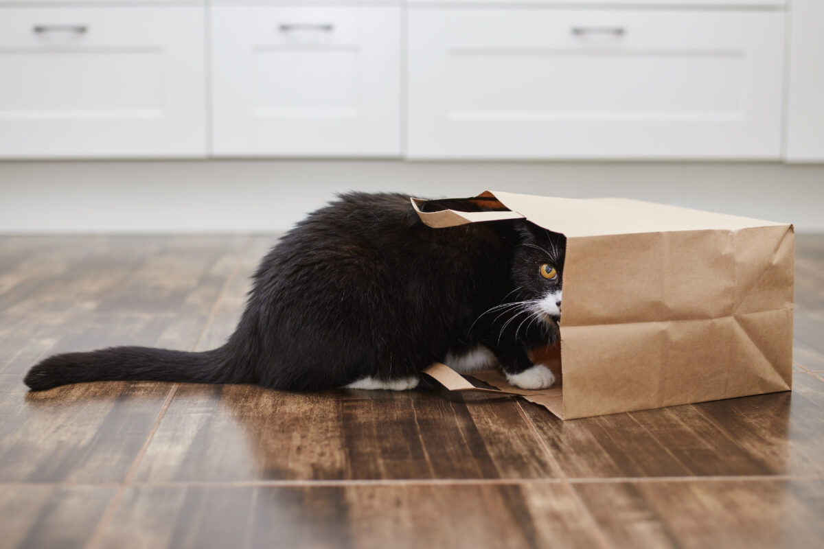Quelles sont les races de chats les plus méchantes au monde