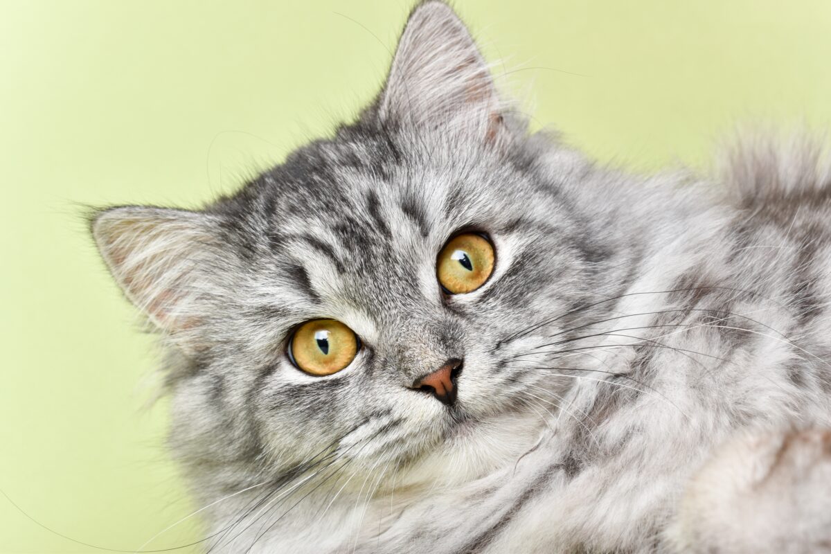 Quelle race de chat est la plus gentille ?