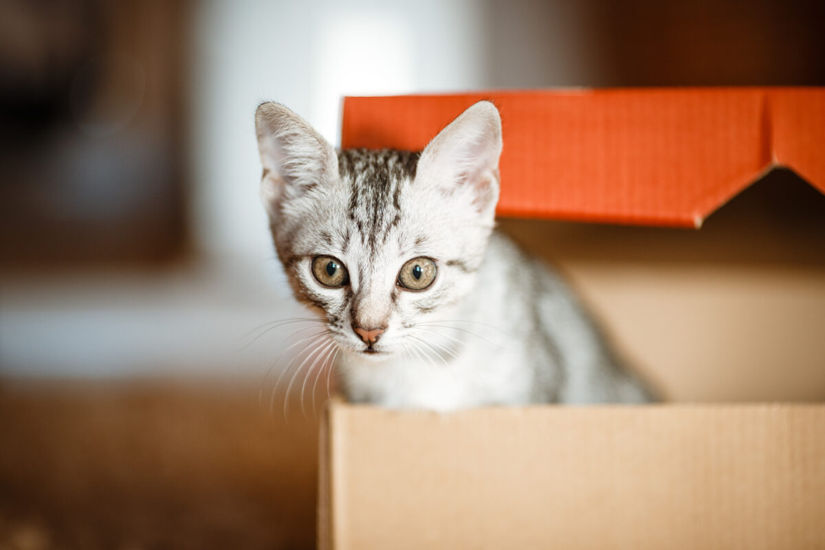 Découvrez : On sait enfin pourquoi les chats aiment les cartons