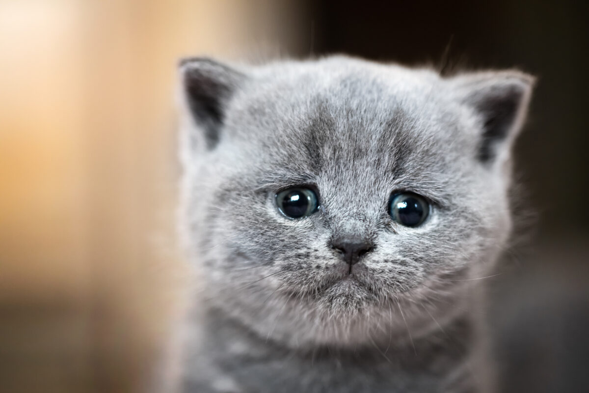 Que ressent un chat quand on part en vacances ?