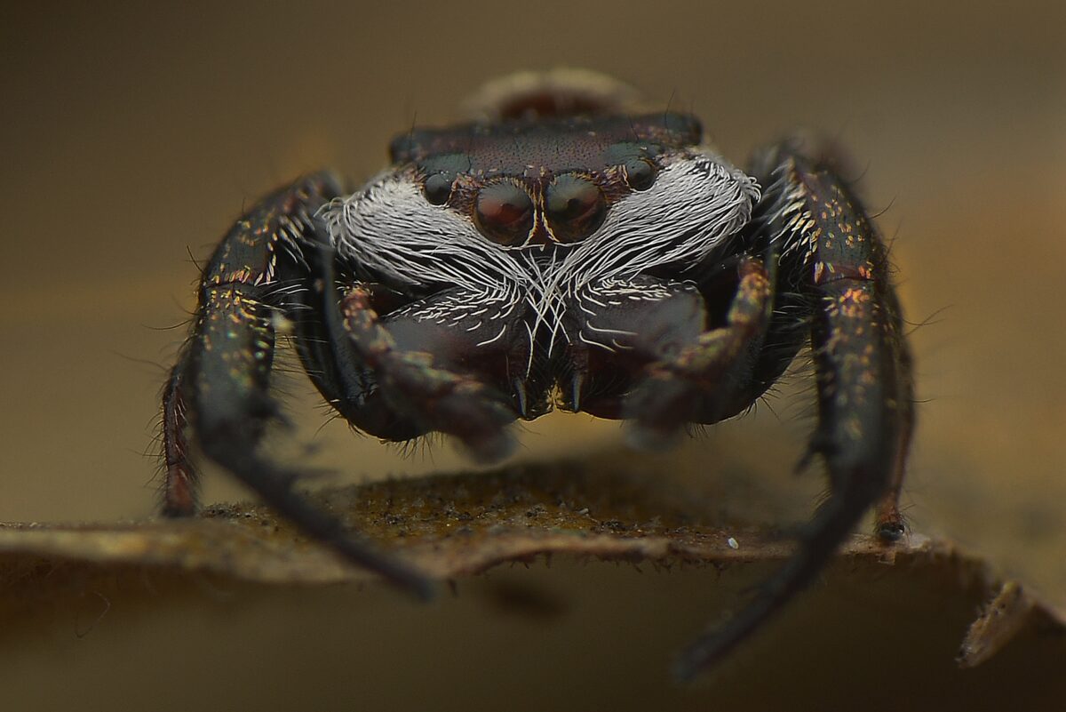 araignées