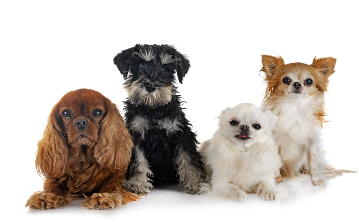 petit chien affectueux