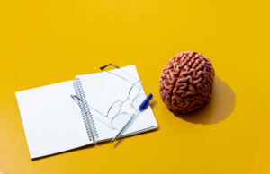 Quelles sont les particularités du cerveau des gauchers ?