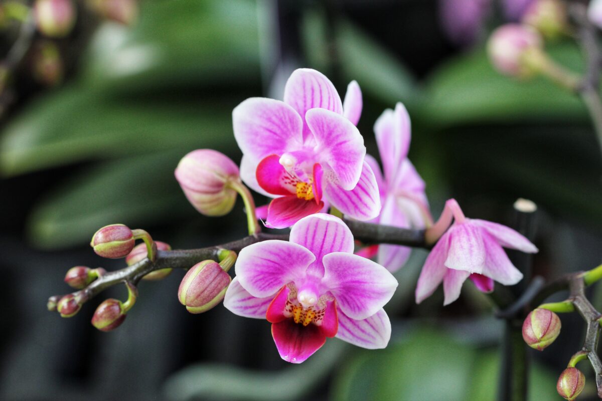 orchidées