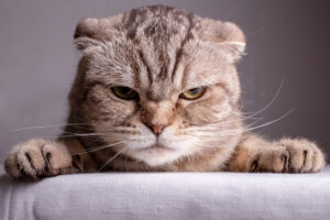 Combien de temps un chat peut-il bouder ?