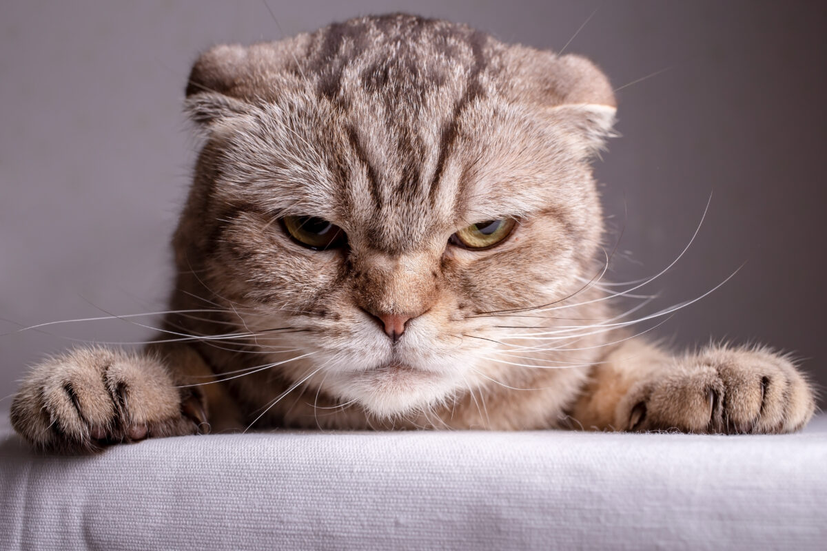 Combien de temps un chat peut-il bouder ?