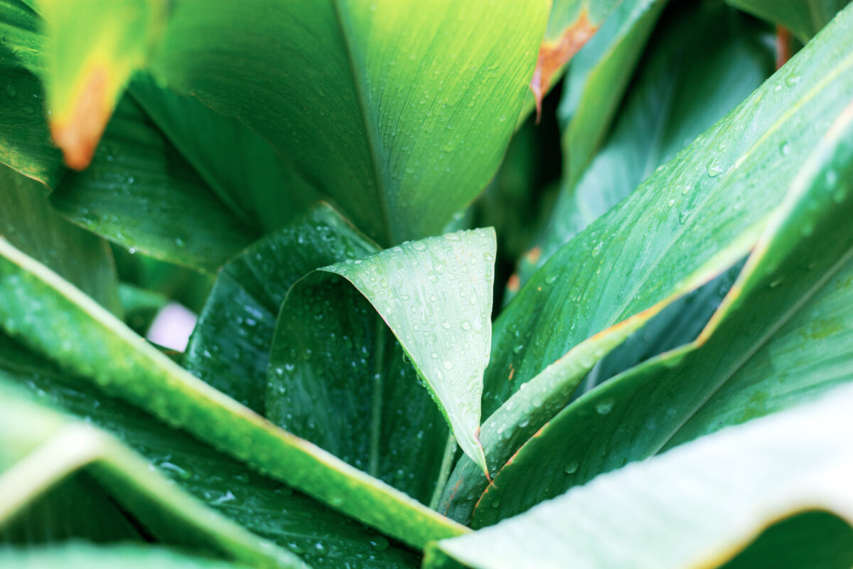 De l'eau, de la lumière ou autre? pourquoi les feuilles de vos plantes brunissent