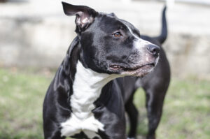 Le classement des 10 races de chiens souvent étiquetées comme dangereuses