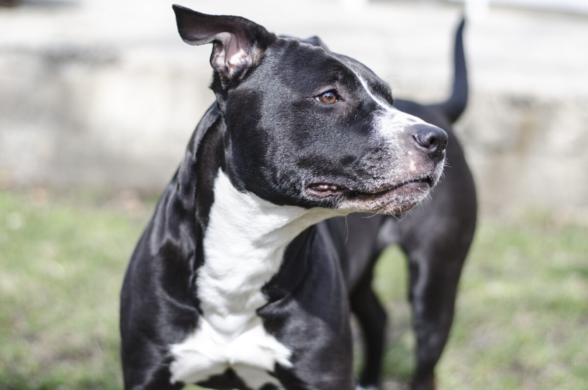 Le classement des 10 races de chiens souvent étiquetées comme dangereuses